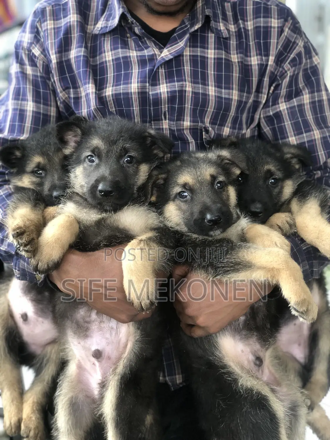 1-3 months Male Purebred German Shepherd