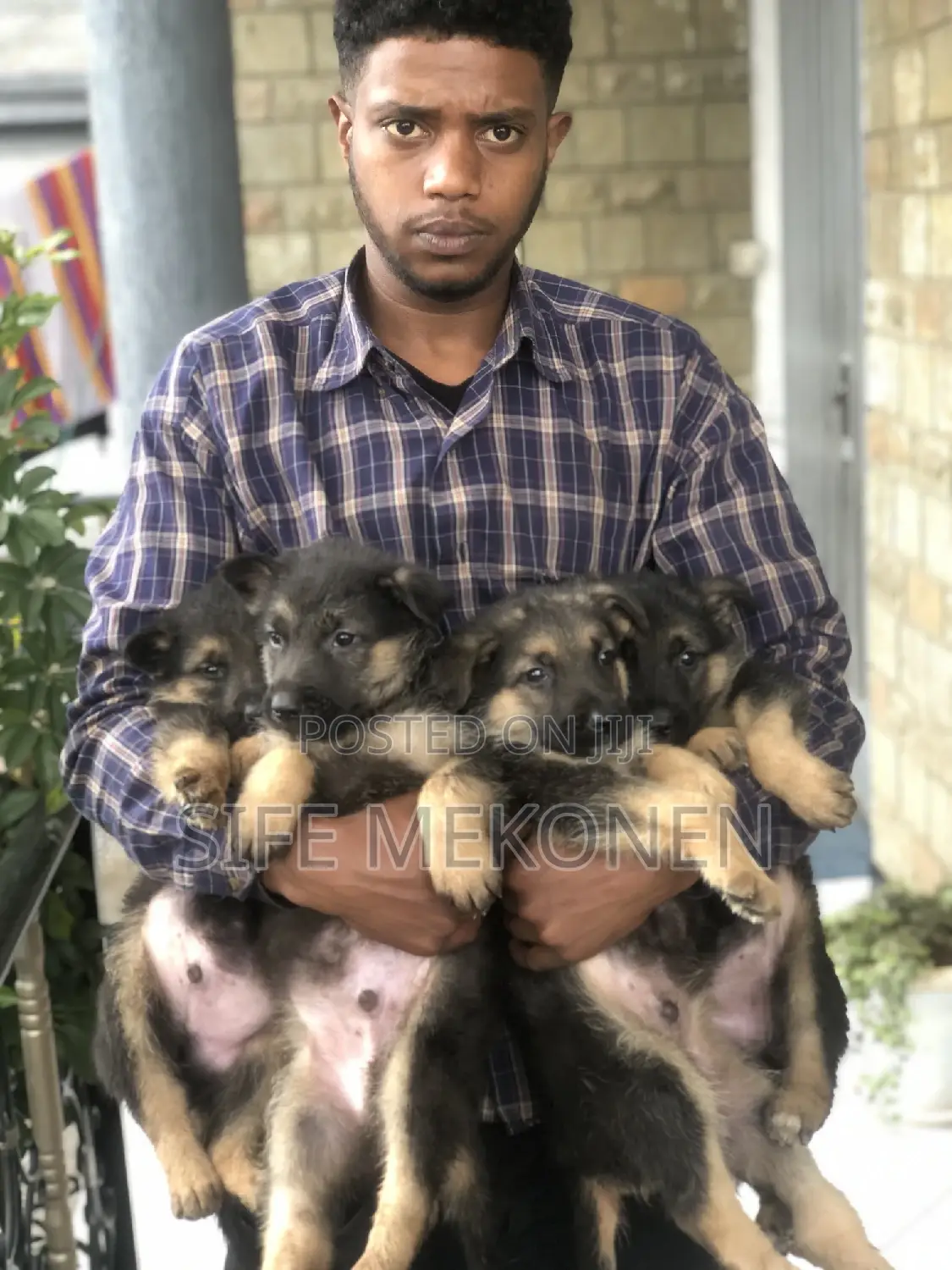 1-3 months Male Purebred German Shepherd