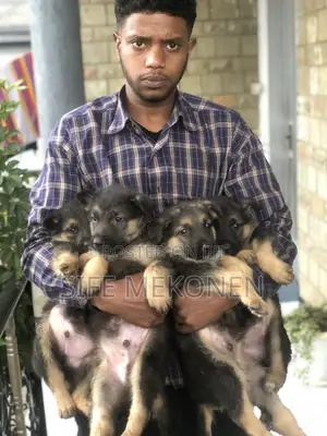 Photo - 1-3 months Male Purebred German Shepherd