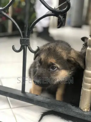 1-3 months Male Purebred German Shepherd