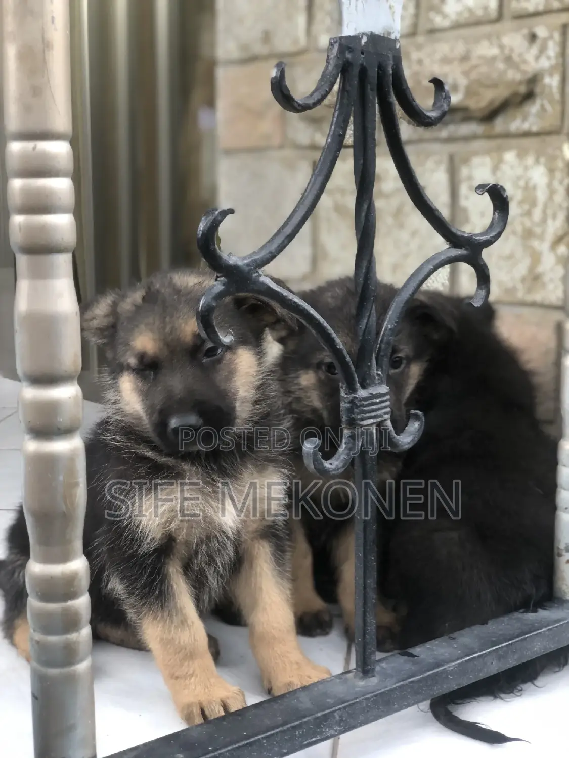 1-3 months Male Purebred German Shepherd
