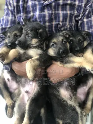 Photo - 1-3 months Male Purebred German Shepherd