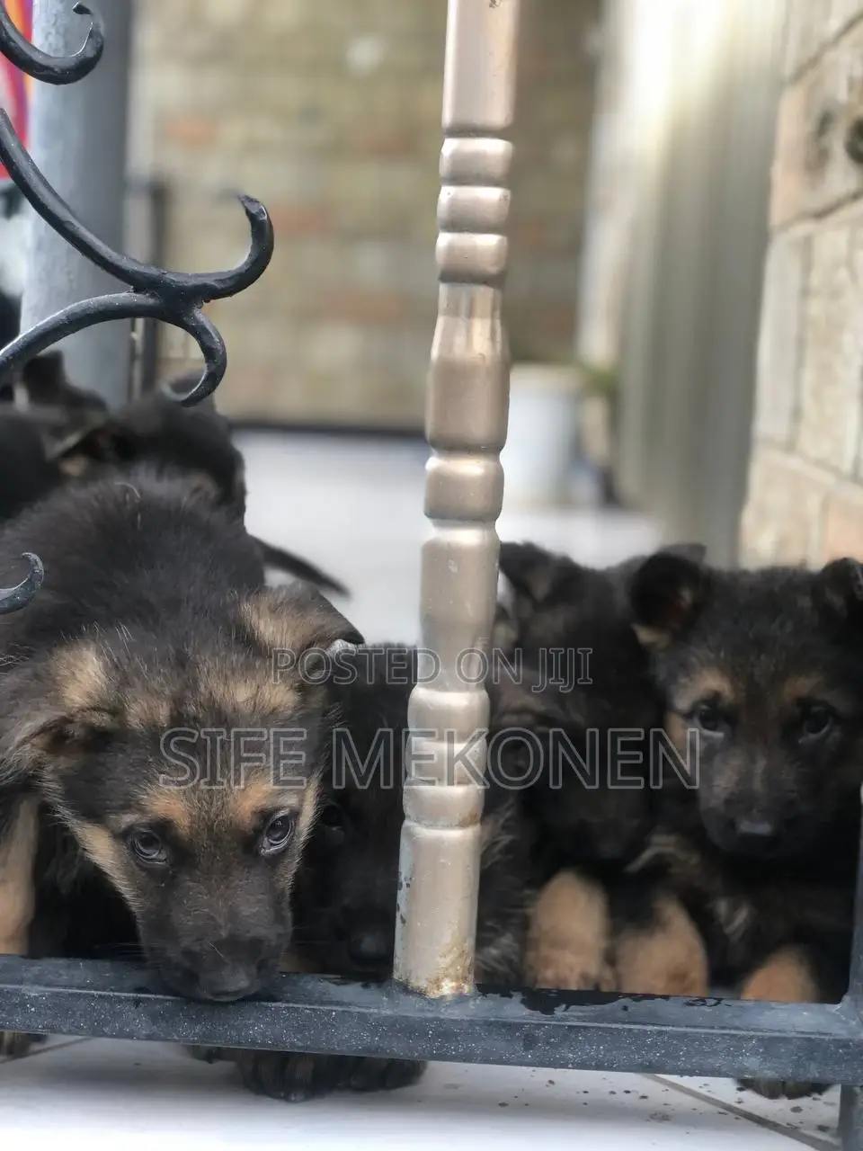 1-3 months Male Purebred German Shepherd