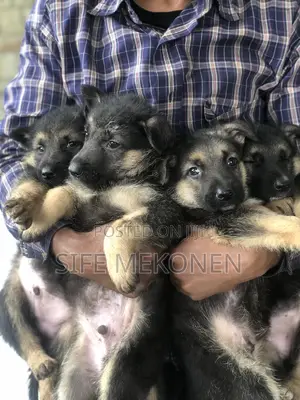 Photo - 1-3 months Male Purebred German Shepherd