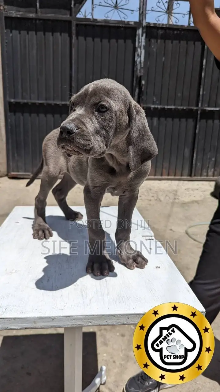 1-3 months Male Purebred Bullmastiff