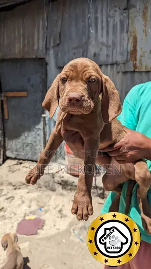 1-3 months Male Purebred Bullmastiff