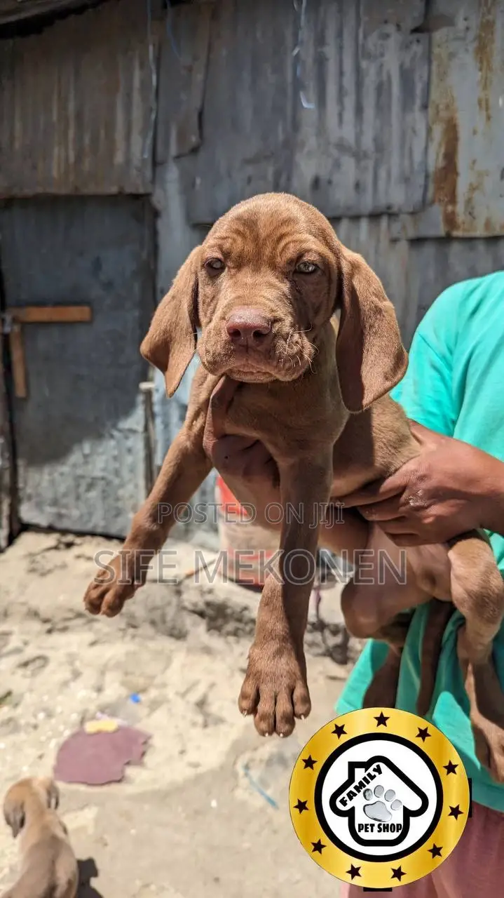1-3 months Male Purebred Bullmastiff