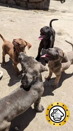 1-3 months Male Purebred Bullmastiff