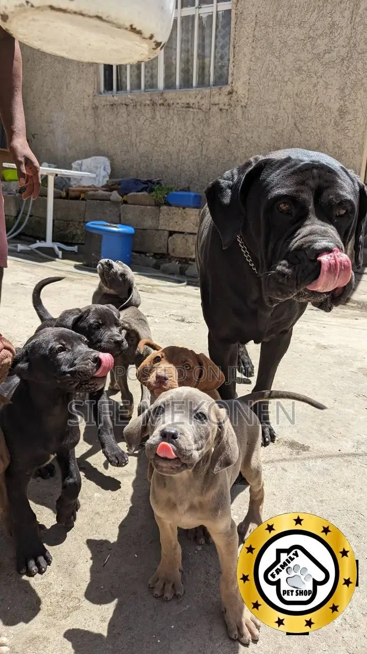 1-3 months Male Purebred Bullmastiff