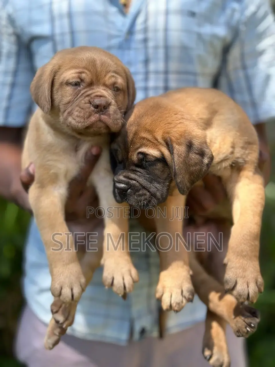 1-3 months Male Purebred Bullmastiff
