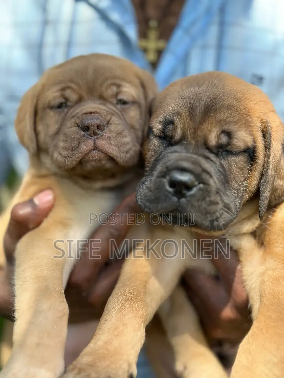 1-3 months Male Purebred Bullmastiff