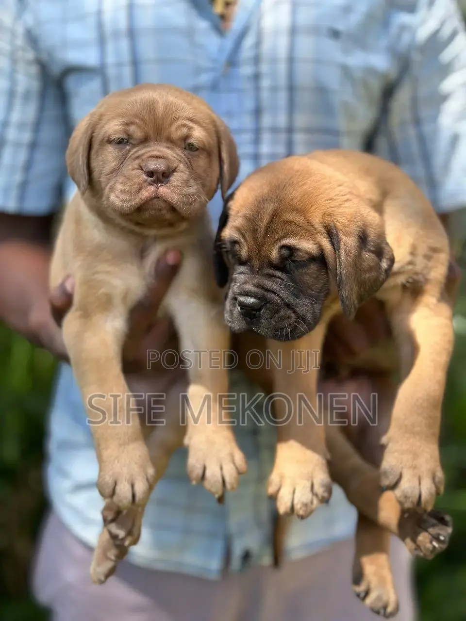 1-3 months Male Purebred Bullmastiff