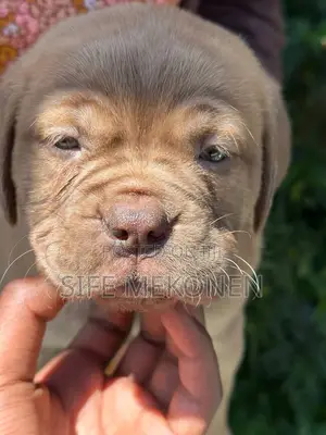 1-3 months Male Purebred Bullmastiff