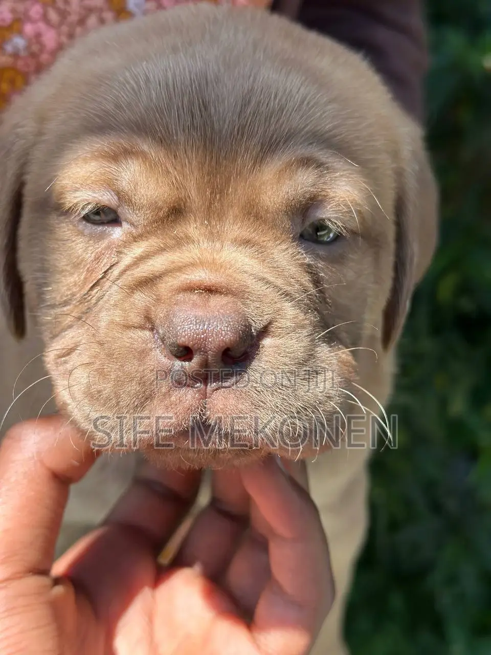 1-3 months Male Purebred Bullmastiff