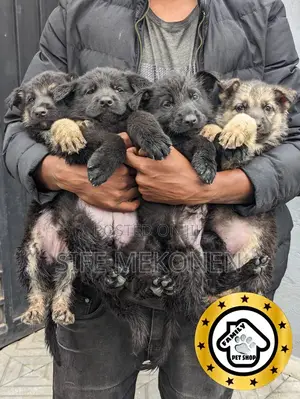 1-3 months Male Purebred German Shepherd