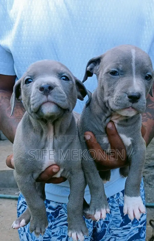 1-3 months Male Purebred American Pit Bull Terrier