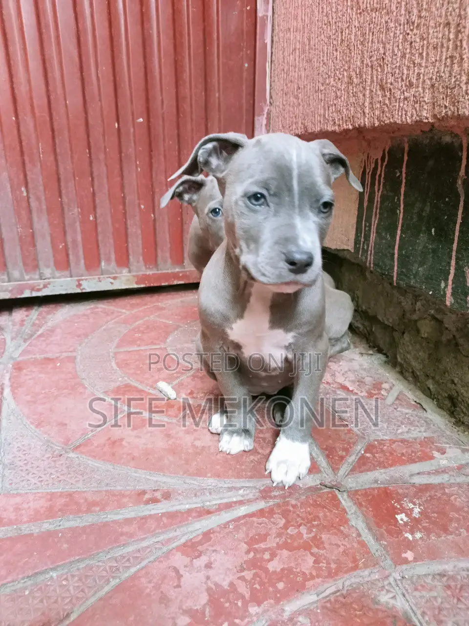 1-3 months Male Purebred American Pit Bull Terrier