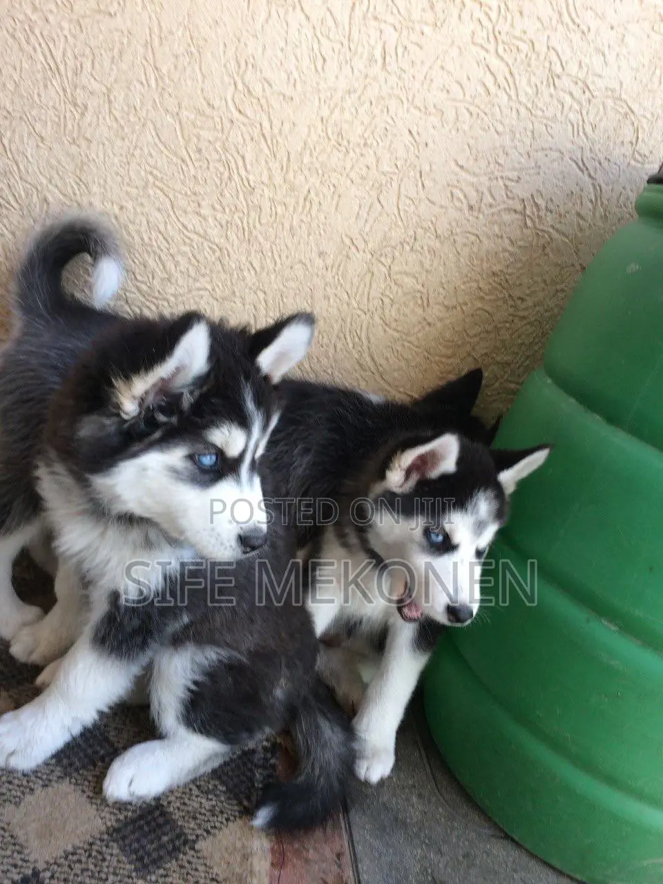 1-3 months Male Purebred Siberian Husky