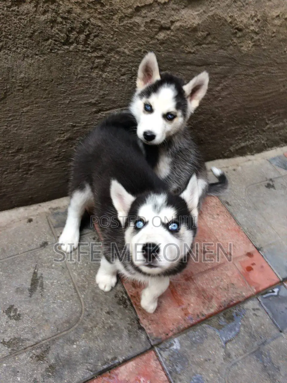 1-3 months Male Purebred Siberian Husky