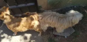 1-3 months Male Purebred Maltese