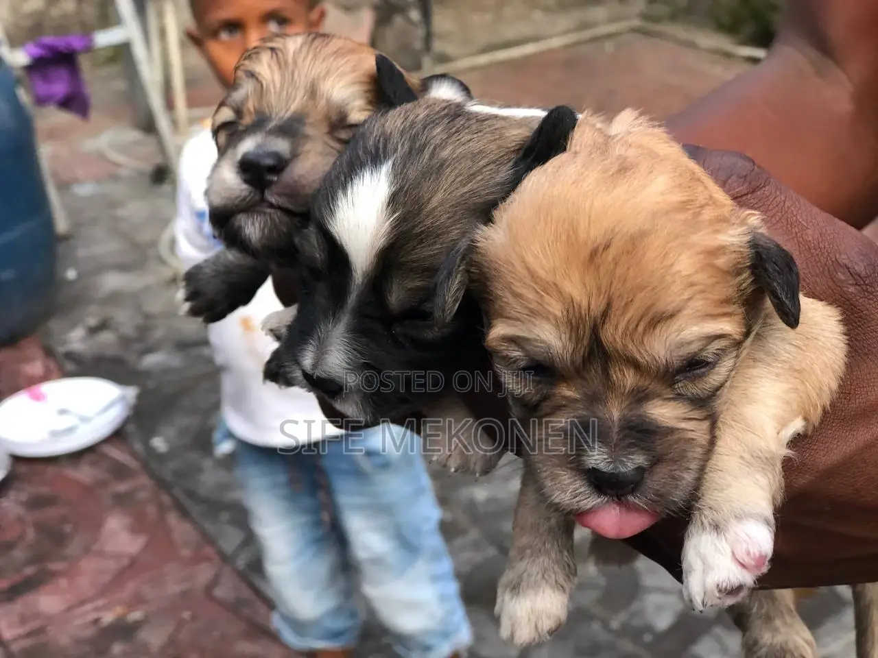 1-3 months Male Purebred Maltese