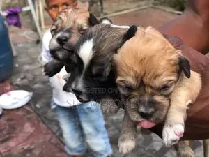 Photo - 1-3 months Male Purebred Maltese