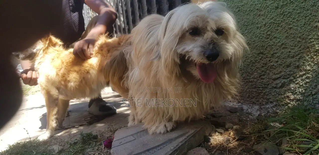 1-3 months Male Purebred Maltese