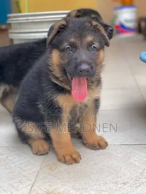 Photo - 1-3 months Male Purebred German Shepherd