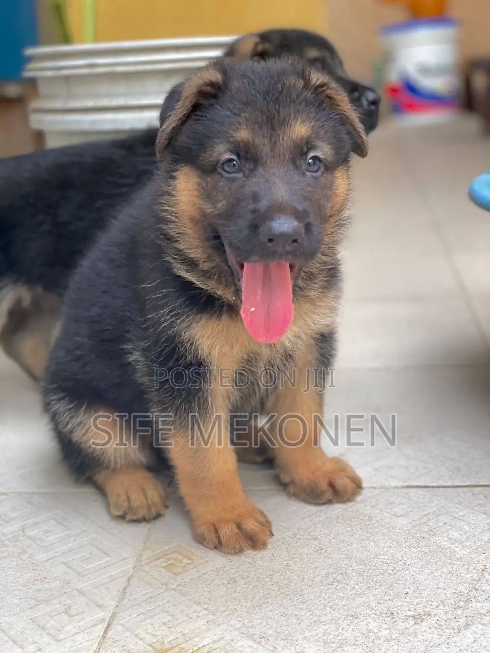 1-3 months Male Purebred German Shepherd
