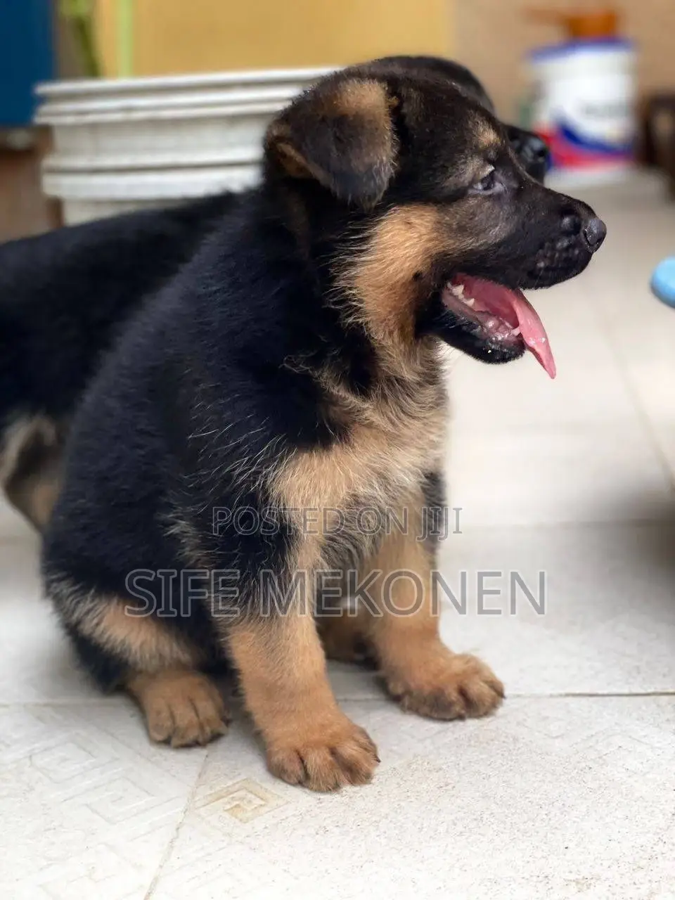 1-3 months Male Purebred German Shepherd