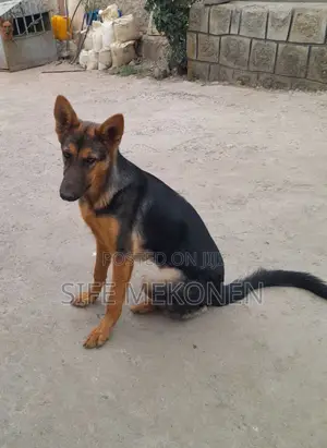 Photo - 1-3 months Male Purebred German Shepherd