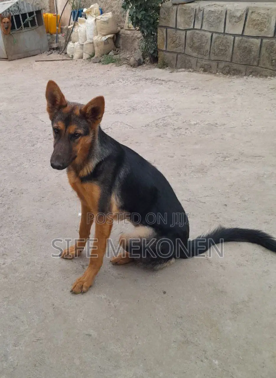 1-3 months Male Purebred German Shepherd