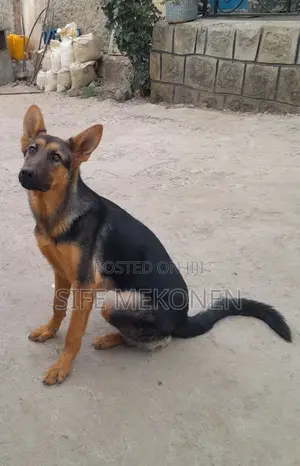 1-3 months Male Purebred German Shepherd