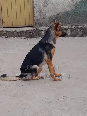 1-3 months Male Purebred German Shepherd