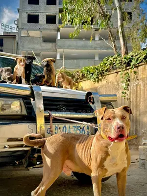 1-3 months Male Purebred American Pit Bull Terrier