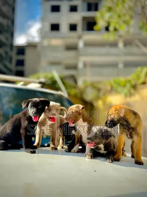 1-3 months Male Purebred American Pit Bull Terrier