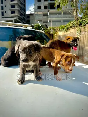 1-3 months Male Purebred American Pit Bull Terrier