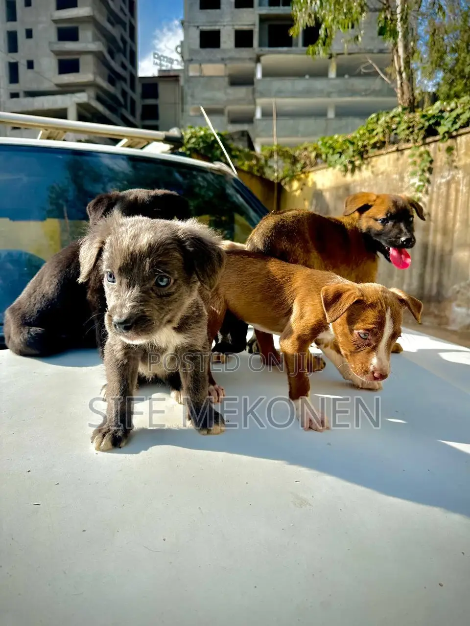 1-3 months Male Purebred American Pit Bull Terrier