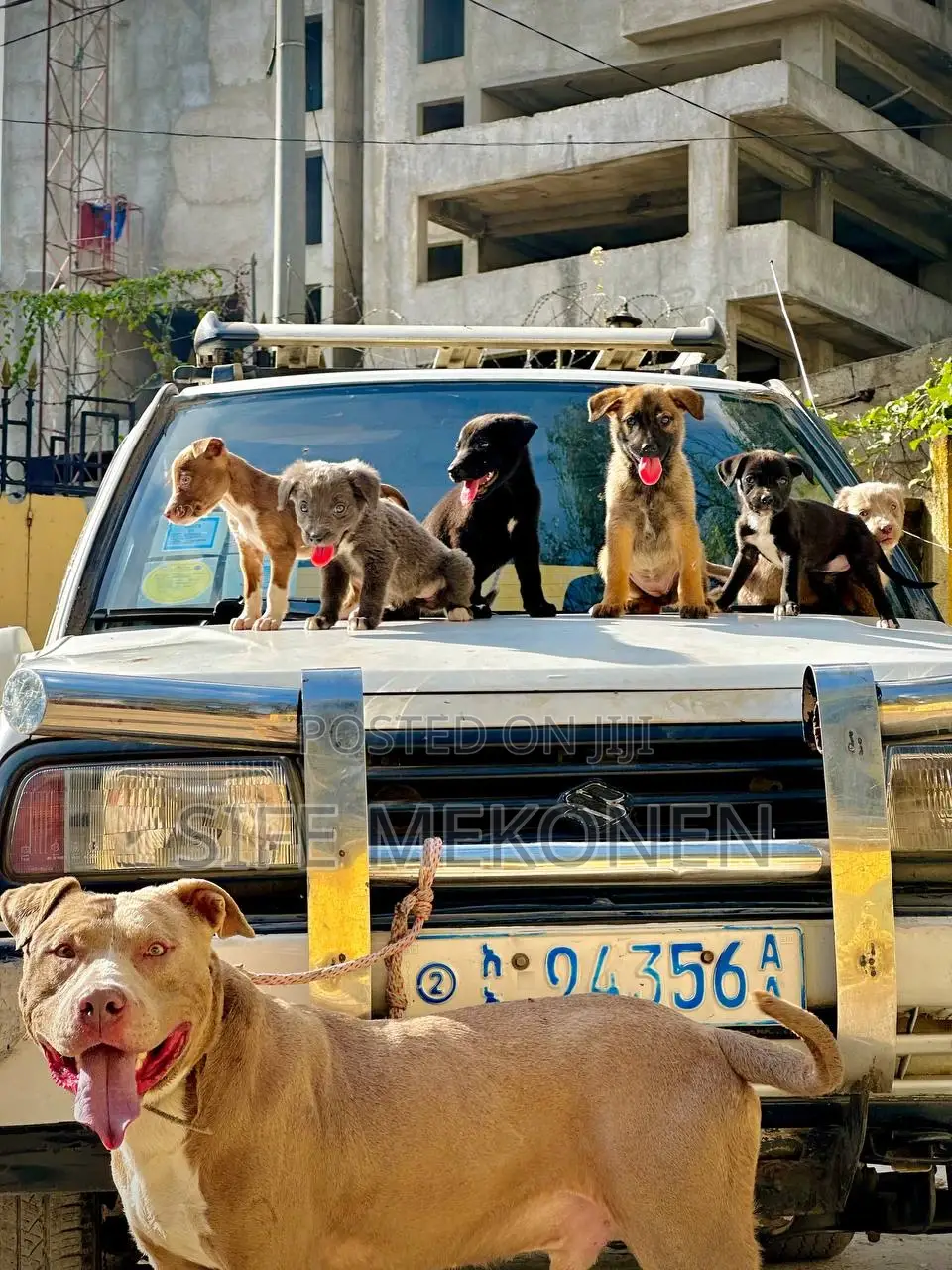 1-3 months Male Purebred American Pit Bull Terrier