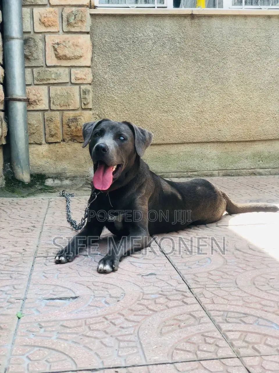 1+ year Female Purebred American Pit Bull Terrier