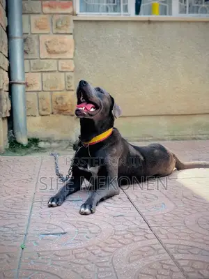 1+ year Female Purebred American Pit Bull Terrier