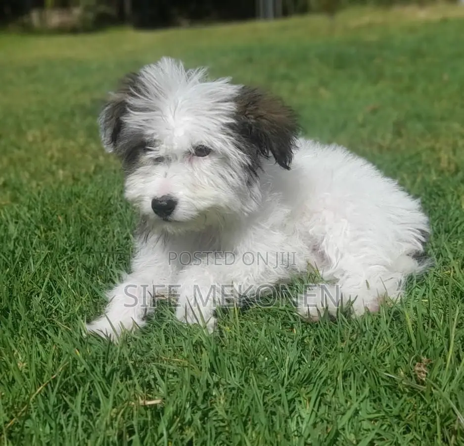 1-3 months Male Purebred Maltese
