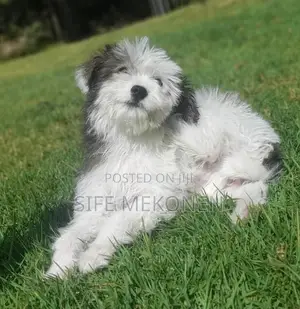 1-3 months Male Purebred Maltese