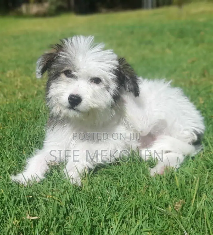 1-3 months Male Purebred Maltese