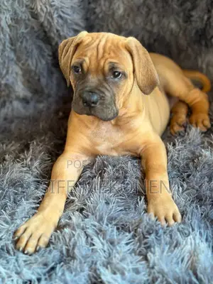 1-3 months Male Purebred Bullmastiff