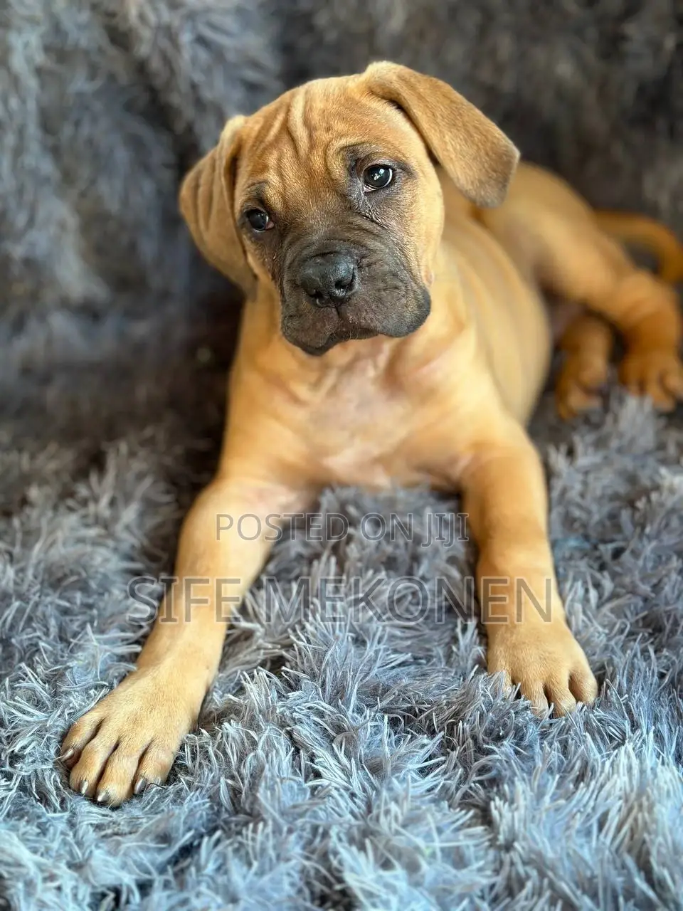 1-3 months Male Purebred Bullmastiff