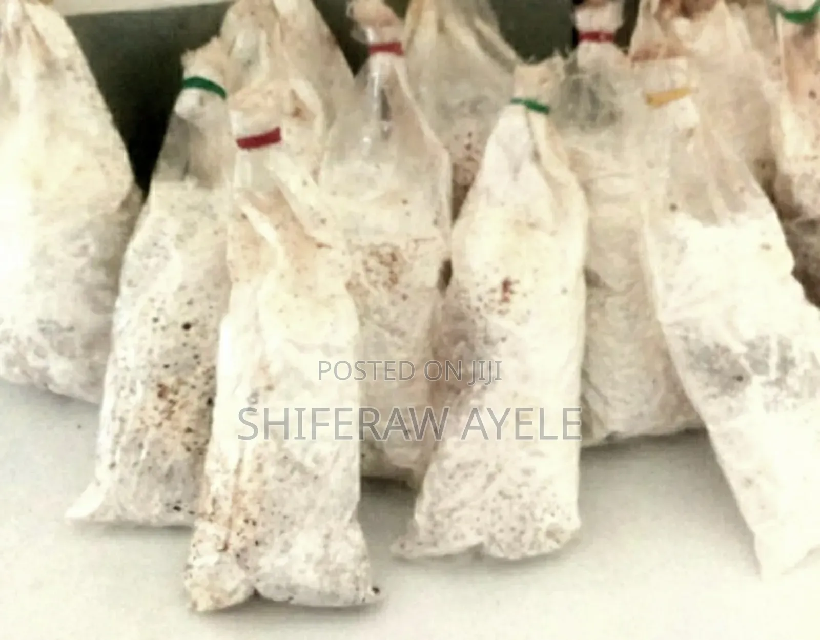 የኦይስተር እንጉዳይ ዘር (Oyster Mushroom Spawns)