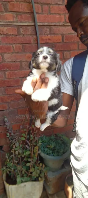 1-3 months Male Purebred Pomeranian