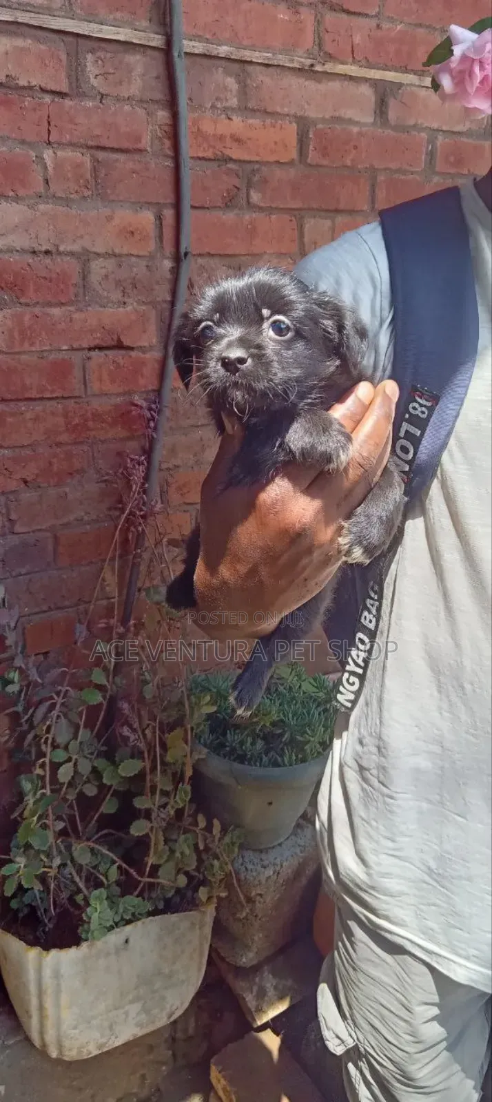 1-3 months Male Purebred Pomeranian