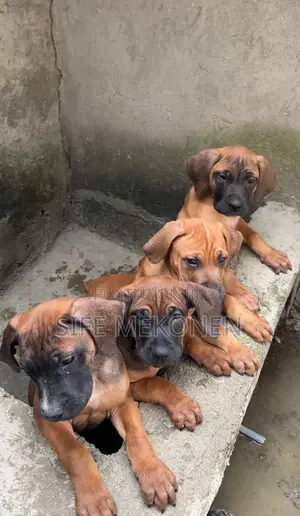 Photo - 1-3 months Male Purebred Bullmastiff